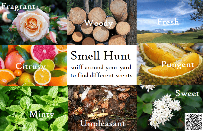 scavengerhuntSmellHunt Sprouting Knowledge
